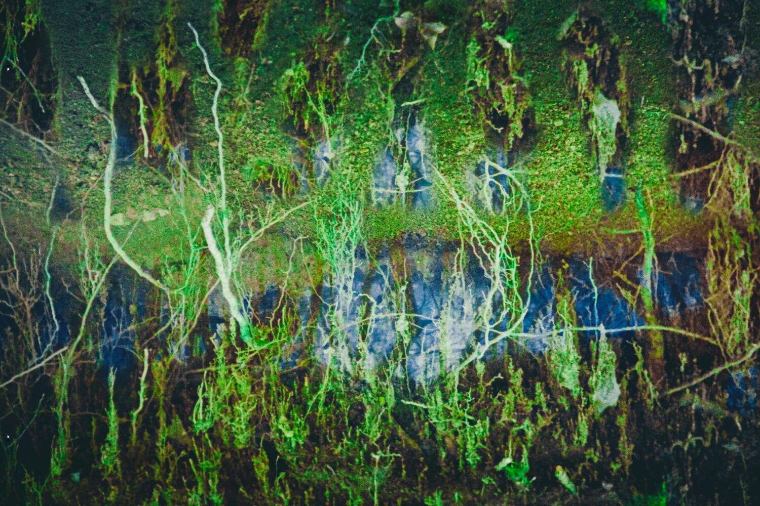ECOGraph