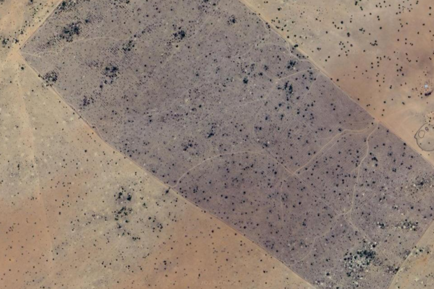 AI for Reforestation Monitoring